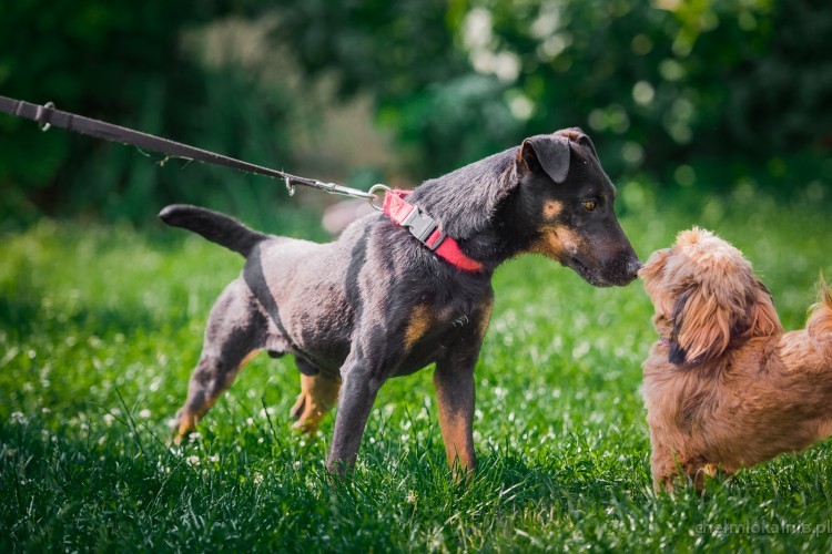 fado-wspanialy-pelen-energii-terrier-mix-43577-chelm-na-sprzedaz.jpg