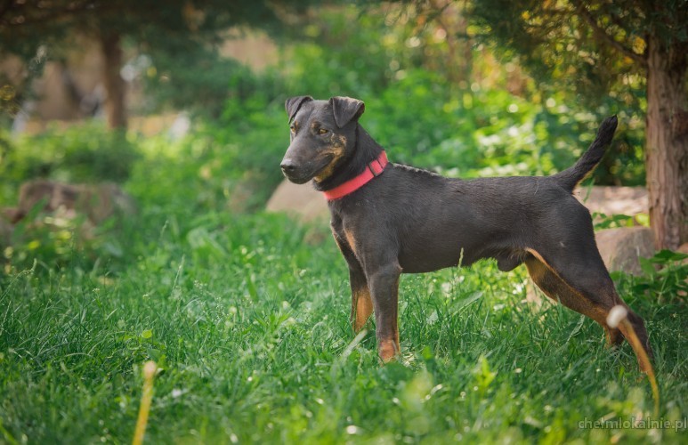 fado-wspanialy-pelen-energii-terrier-mix-43577-zdjecia.jpg